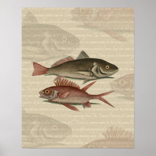 Affiche Poisson Perche rouge Art pêcheur