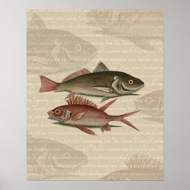 Affiche Poisson Perche rouge Art pêcheur (Devant)