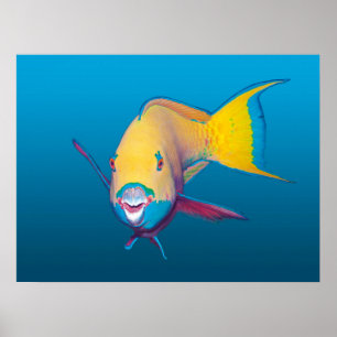 Affiche Poisson-perroquet en gros plan ! Fond bleu dégradé