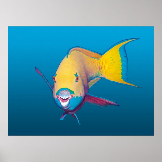 Affiche Poisson-perroquet en gros plan ! Fond bleu dégradé (Devant)