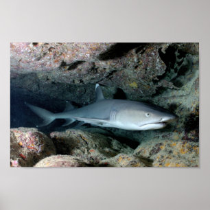 Affiche Poisson Requin Se Baigner Accueil Personnaliser De