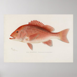 Affiche Poisson rouge art vintage