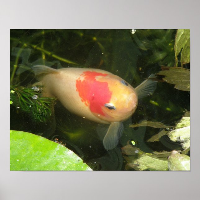 Affiche Poisson rouge imprimé (Devant)