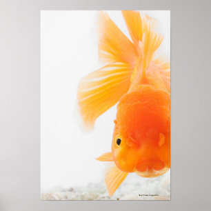 Affiche Poisson rouge orange de lionhead (auratus de