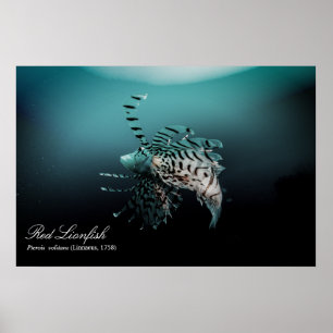 Affiche Poisson rouge (Pterois volitans, Linnaeus, 1758)