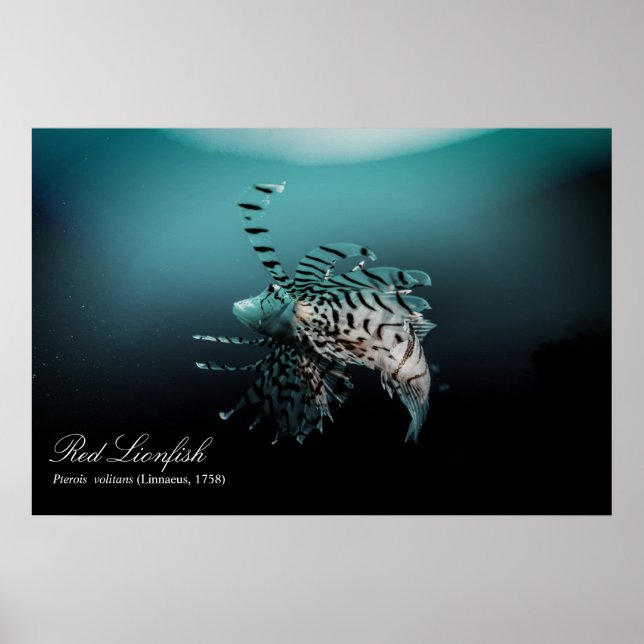 Affiche Poisson rouge (Pterois volitans, Linnaeus, 1758) (Devant)