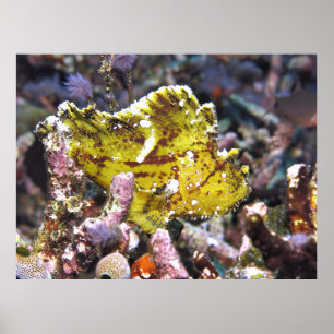 Affiche Poisson-scorpion à feuilles jaunes