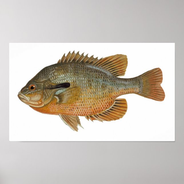 Affiche Poisson sémite - Lepomis auritus (Devant)
