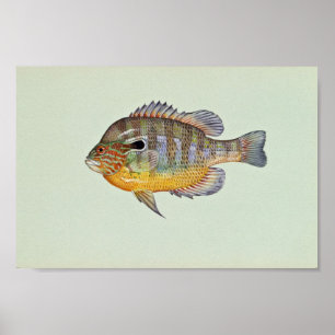 Affiche Poisson solaire