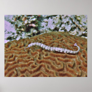 Affiche Poisson sur corail du cerveau