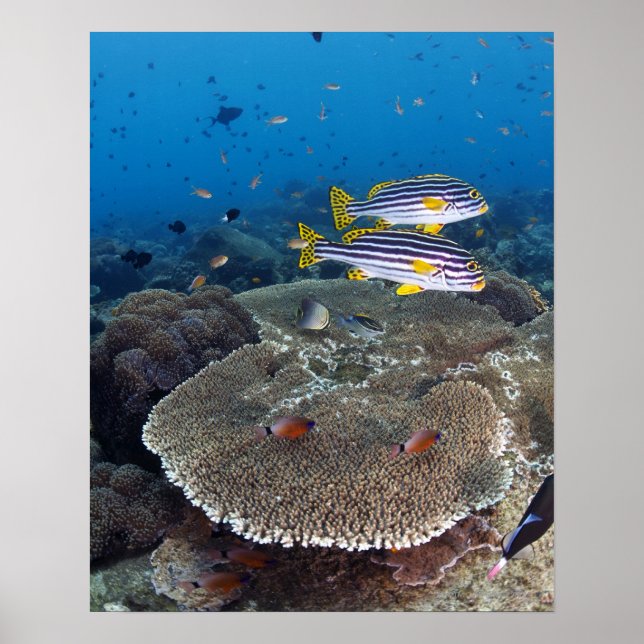 Affiche Poisson Sweetlip (Devant)