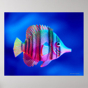 Affiche Poisson tropical