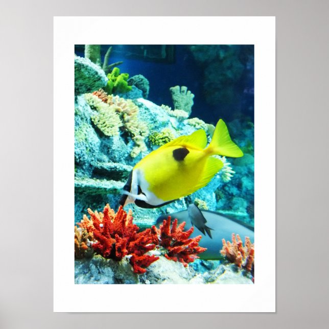 Affiche poisson tropical Tang (Devant)