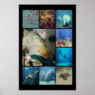 Affiche Poisson tropical Vie aquatique