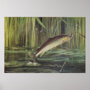 Affiche Poisson - truite Brown - Salmo trutta