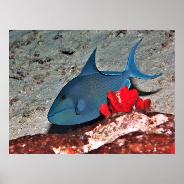 Affiche Poisson-verge à dents rouges (Devant)