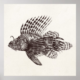 Affiche Poisson vintage 1905 Scorpionfish Retro Lion Fish