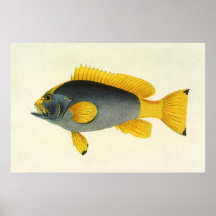 Affiche Poisson vintage bleu et jaune, Vie marine