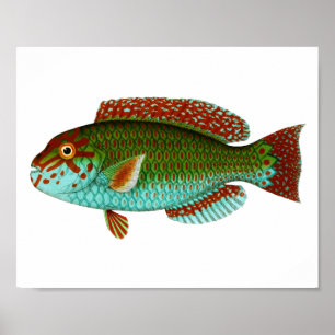 Affiche Poisson Vintage coloré