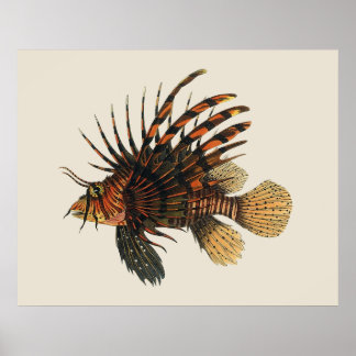 Affiche Poisson vintage de Lion, Marine Océan Vie Animal