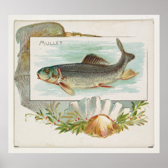 Affiche Poisson vintage de Mullet Atlantique (1889) (Devant)