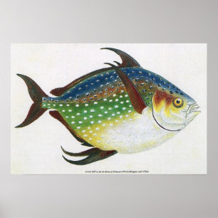 Affiche Poisson vintage d'Opah Tropical, Animal aquatique 