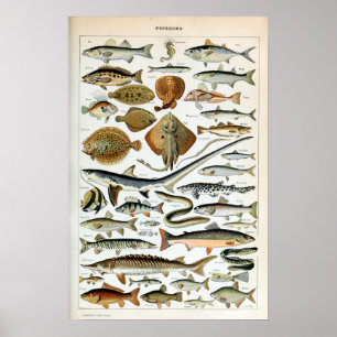 Affiche Poisson vintage du monde