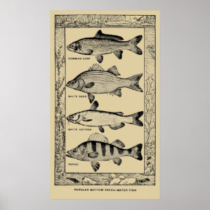 Affiche Poisson vintage populaire d'eau douce par Louis Rh