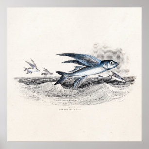 Affiche Poisson volant bleu vintage des années 1800 dans l