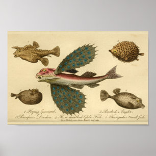 Affiche Poisson volant vintage Histoire naturelle Imprimer