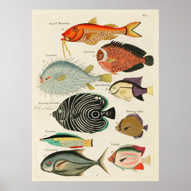 Affiche Poissons (Devant)