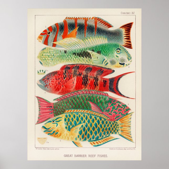 Affiche Poissons 2 (Devant)