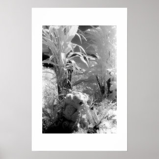 Affiche Poissons au Jardin d'Eden