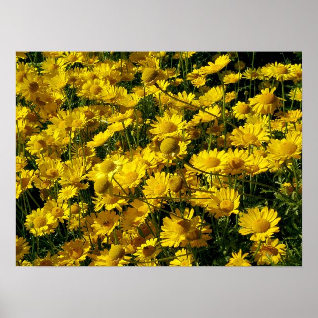 Affiche Poissons / Chrysanthème Coronarium (Devant)
