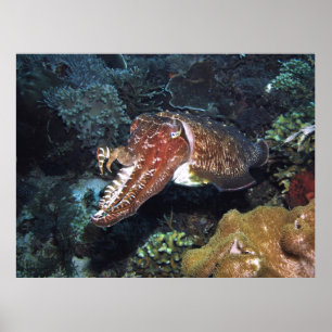 Affiche Poissons cuttlefish sur le récif