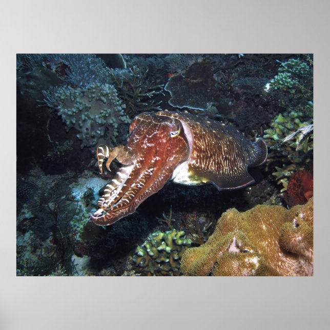 Affiche Poissons cuttlefish sur le récif (Devant)