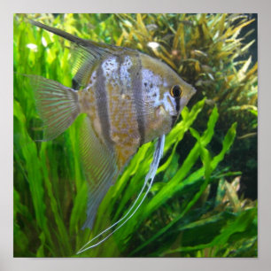 Affiche Poissons d'ange