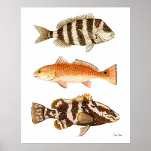 Affiche Poissons de jeu d'eau salée