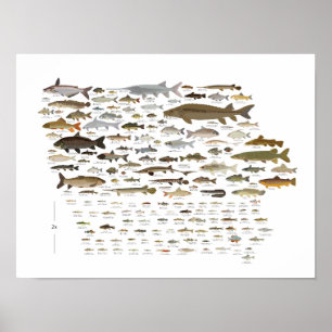 Affiche Poissons de l'Iowa