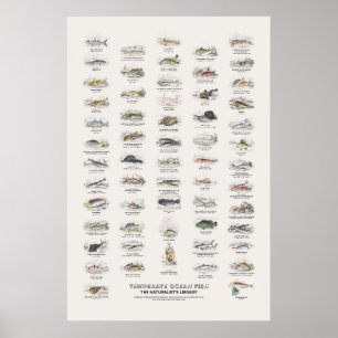 Affiche Poissons de l'océan tempéré - Bibliothèque du natu
