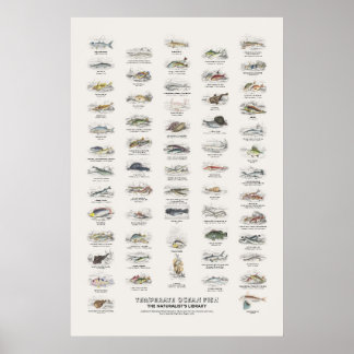 Affiche Poissons de l'océan tempéré - Bibliothèque du natu