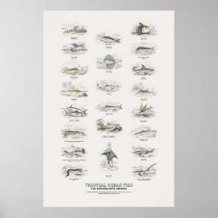 Affiche Poissons de l'océan tropical - Bibliothèque du nat