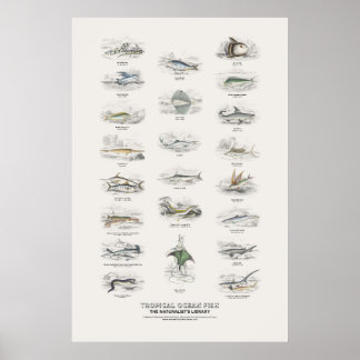 Affiche Poissons de l'océan tropical - Bibliothèque du nat