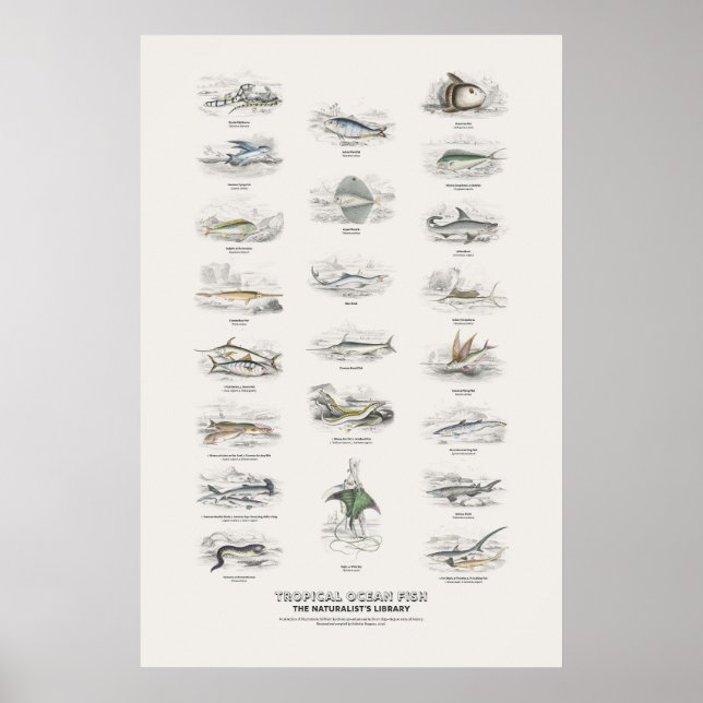 Affiche Poissons de l'océan tropical - Bibliothèque du nat (Devant)