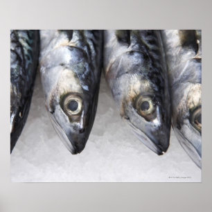 Affiche Poissons de maquereau, crochet frais du jour