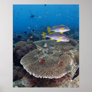 Affiche Poissons de Sweetlip