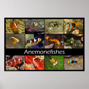 Affiche Poissons des anémones / Poissons clowns