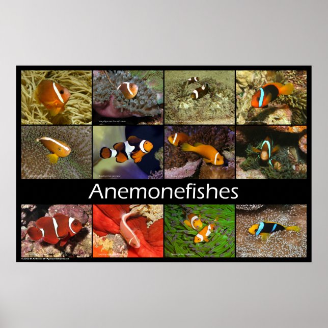 Affiche Poissons des anémones / Poissons clowns (Devant)
