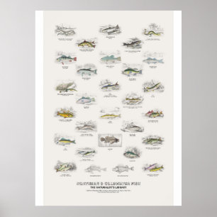 Affiche Poissons du Nord et des eaux froides - Bibliothèqu