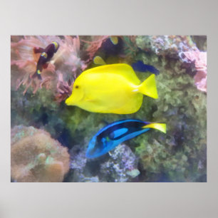 Affiche Poissons jaunes et bleus de Tang